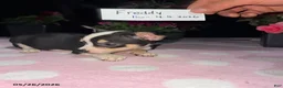 Chihuahua dogs for sale: Freddy - Ad 4