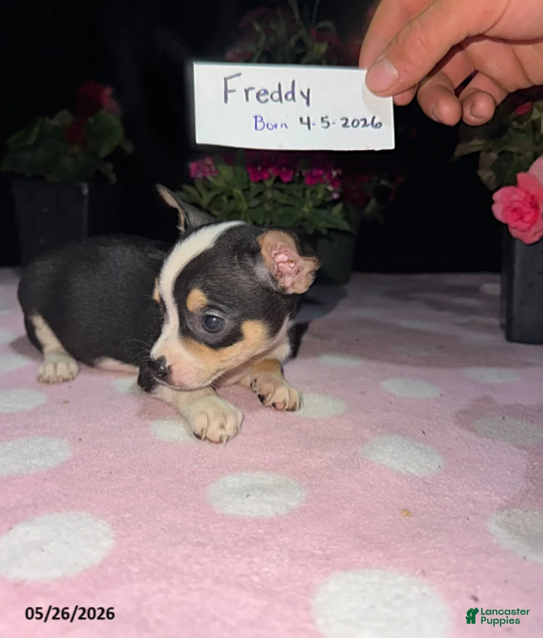 Chihuahua dogs for sale: Freddy - Ad 4