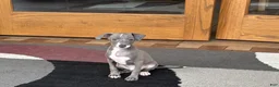 Italian Greyhound dogs for sale: Larry - Ad 8