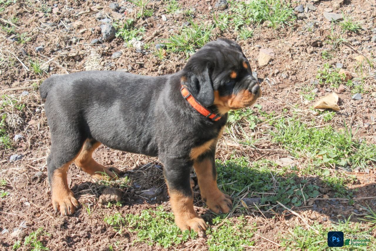 Rottweiler dogs Farley - Ad 1