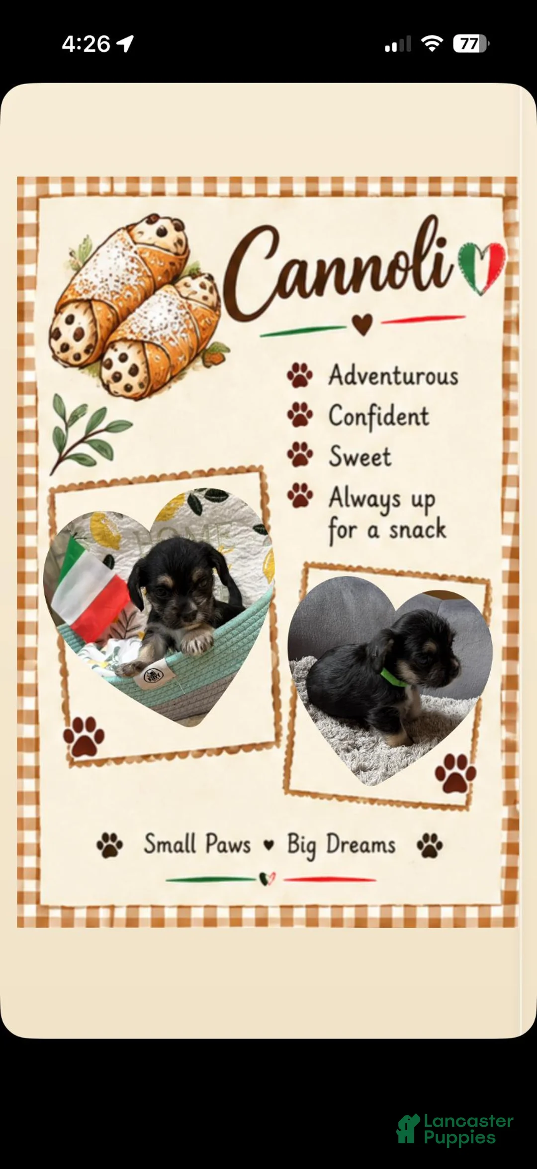 Mixed Breed dogs for sale: Cannoli - Ad 1