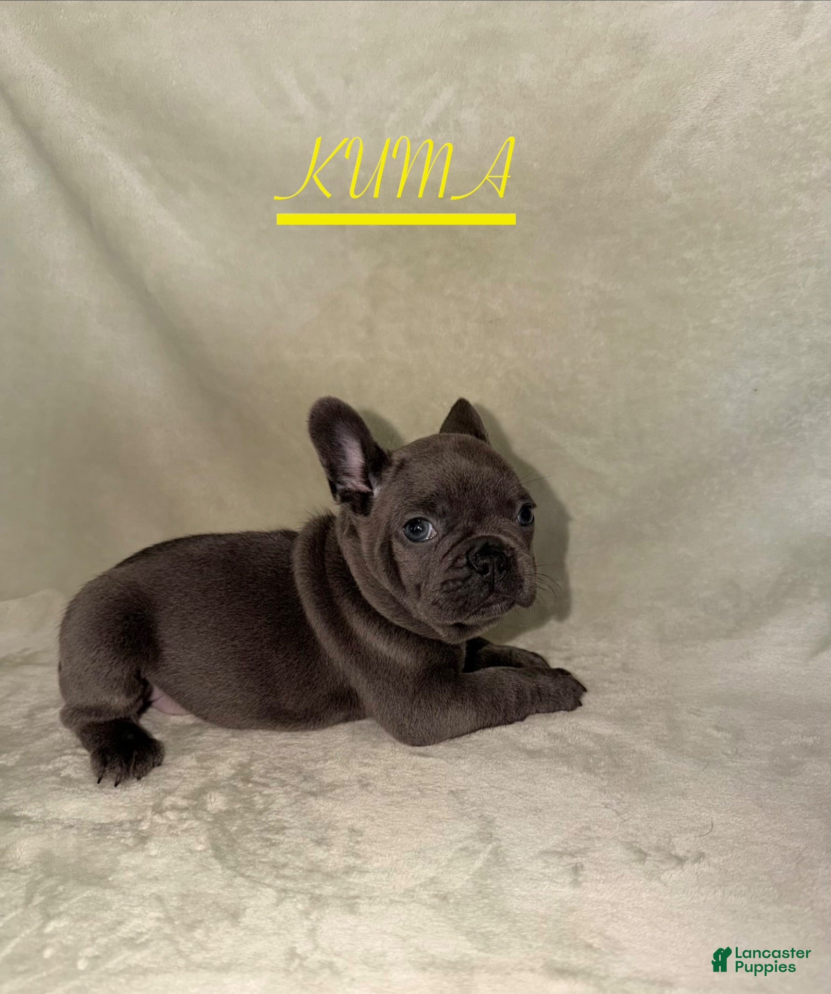 French Bulldog dogs French Bulldog 3 - Ad 2
