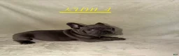 French Bulldog dogs for sale: French Bulldog 3 - Ad 2