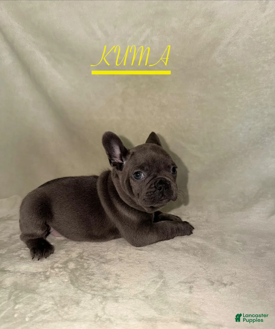 French Bulldog dogs for sale: French Bulldog 3 - Ad 2