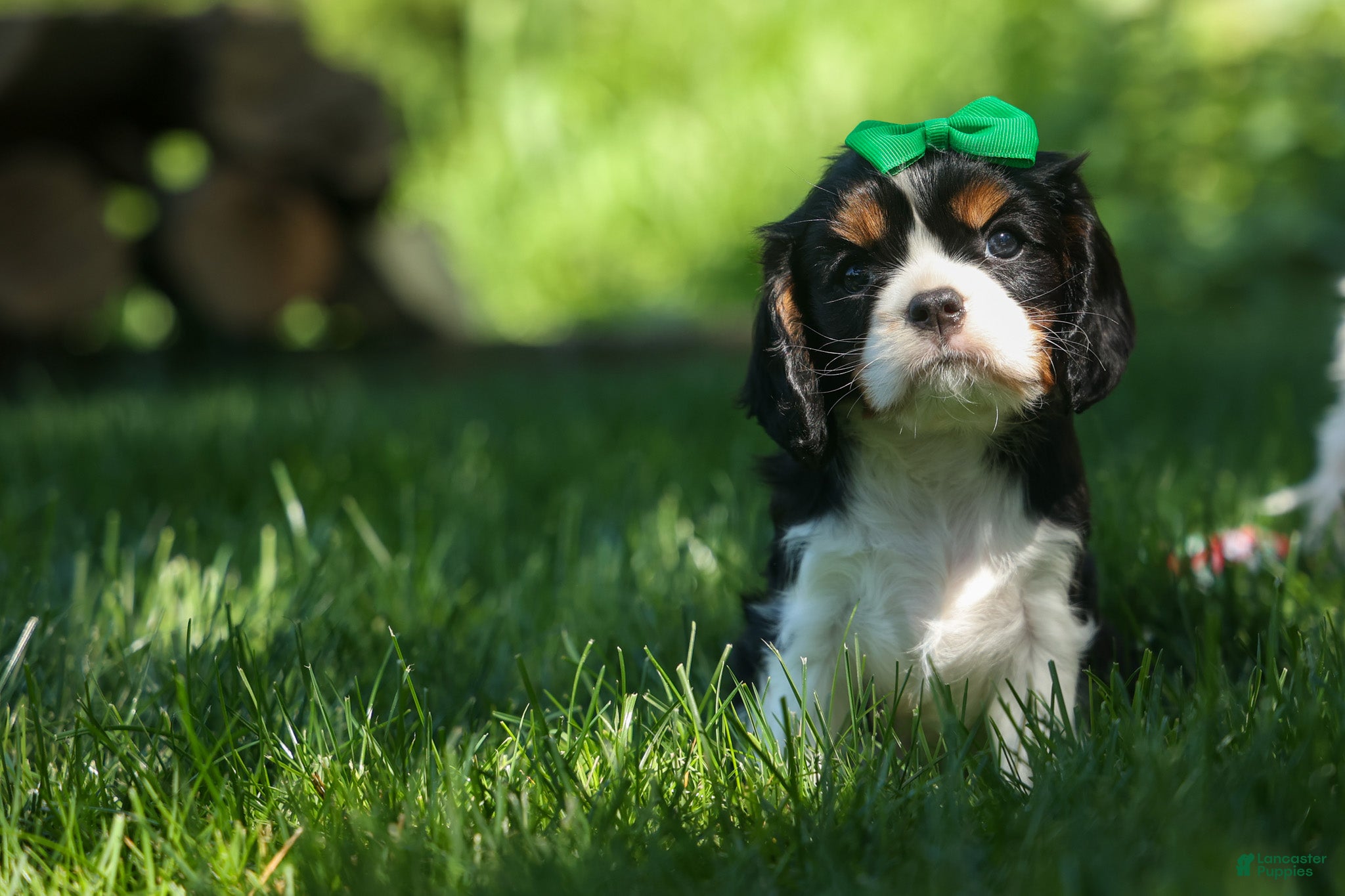Cavalier King Charles Spaniel dogs Maxwell 🐾🐶 - Ad 2