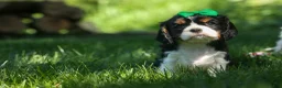 Cavalier King Charles Spaniel dogs for sale: Maxwell 🐾🐶 - Ad 13