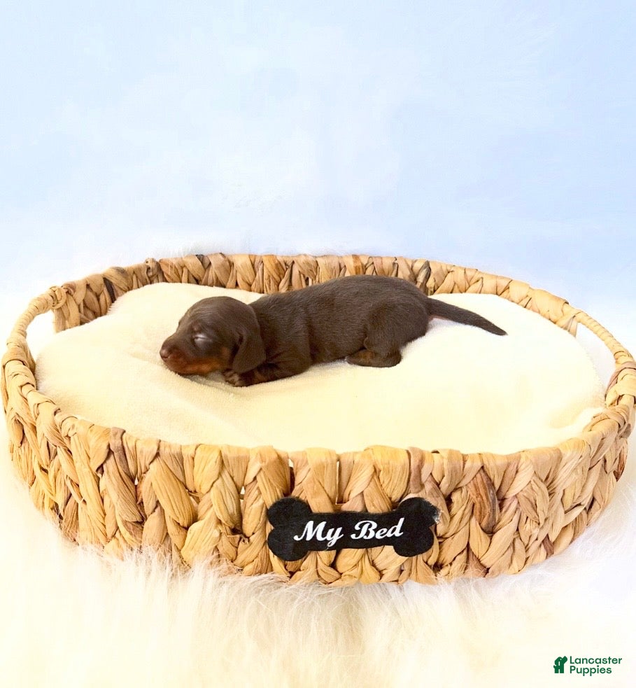 Miniature Dachshund dogs for sale: AKC Daisy - Ad 1
