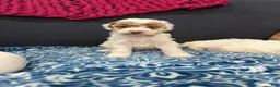 Miniature Poodle dogs for sale: Cookie - Ad 2