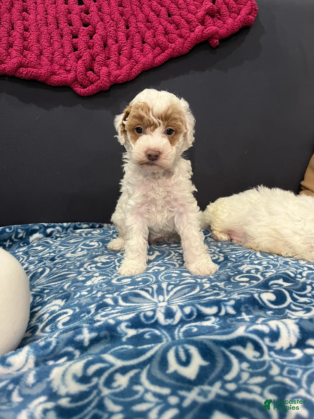 Miniature Poodle dogs for sale: Cookie - Ad 2