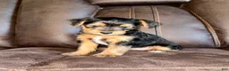 Yorkshire Terrier dogs for sale: Yorkshire Terrier 5 - Ad 2