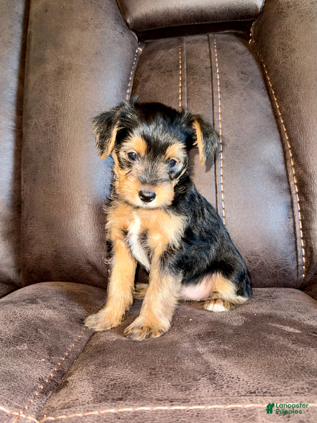 Yorkshire Terrier dogs for sale: Yorkshire Terrier 5 - Ad 2