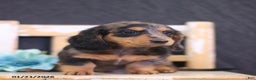 Miniature Dachshund dogs for sale: Winter - Ad 3