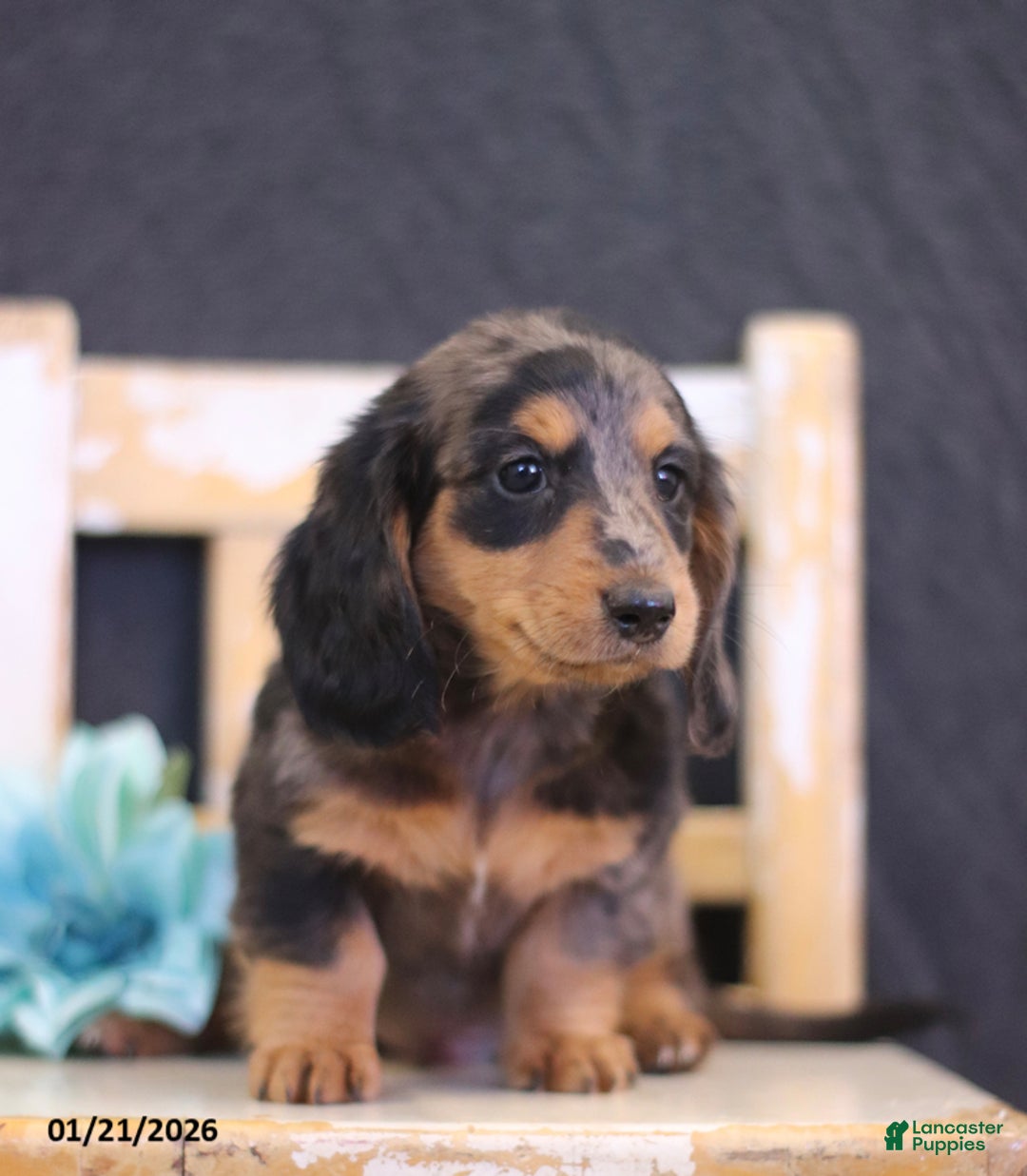 Miniature Dachshund dogs for sale: Winter - Ad 3