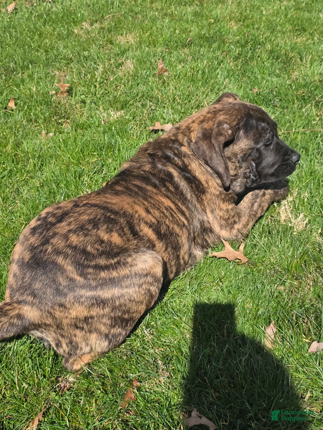 English Mastiff dogs for sale: Roxie - Ad 2
