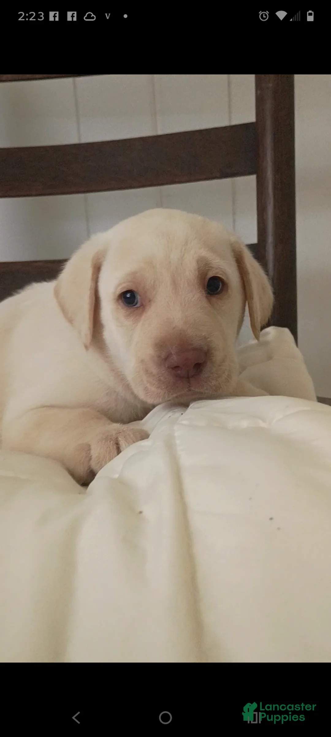 Labrador Retriever dogs for sale: Labrador Retriever Puppy 7 - Ad 2