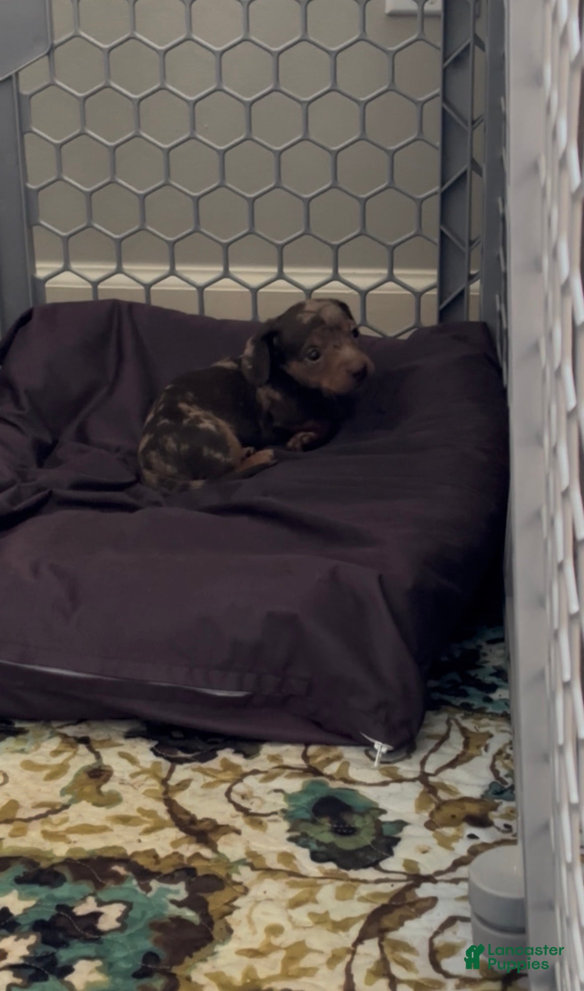 Miniature Dachshund dogs Toby Miniature Dachshund 1 - Ad 2
