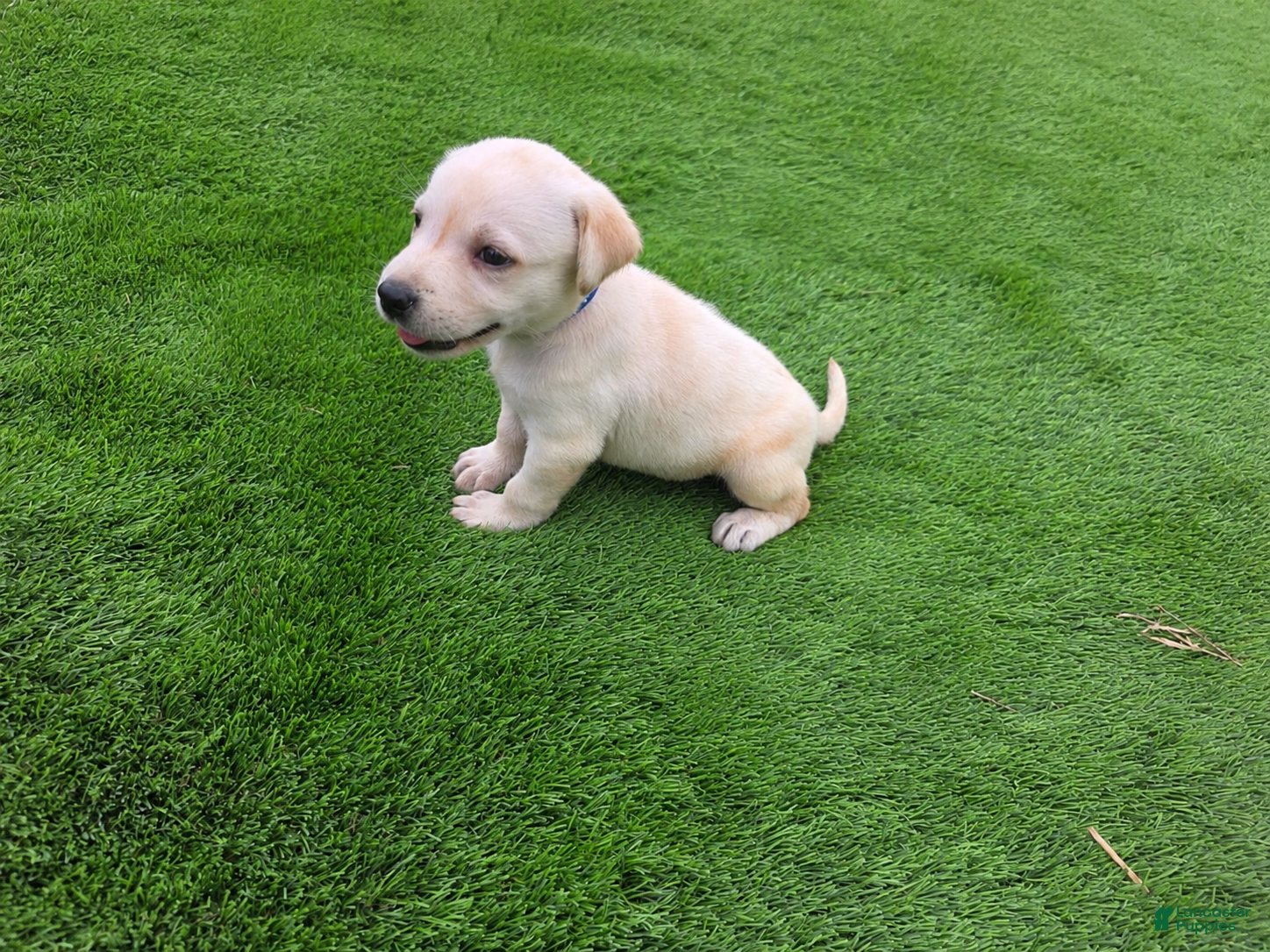 Labrador Retriever dogs Max - Ad 4