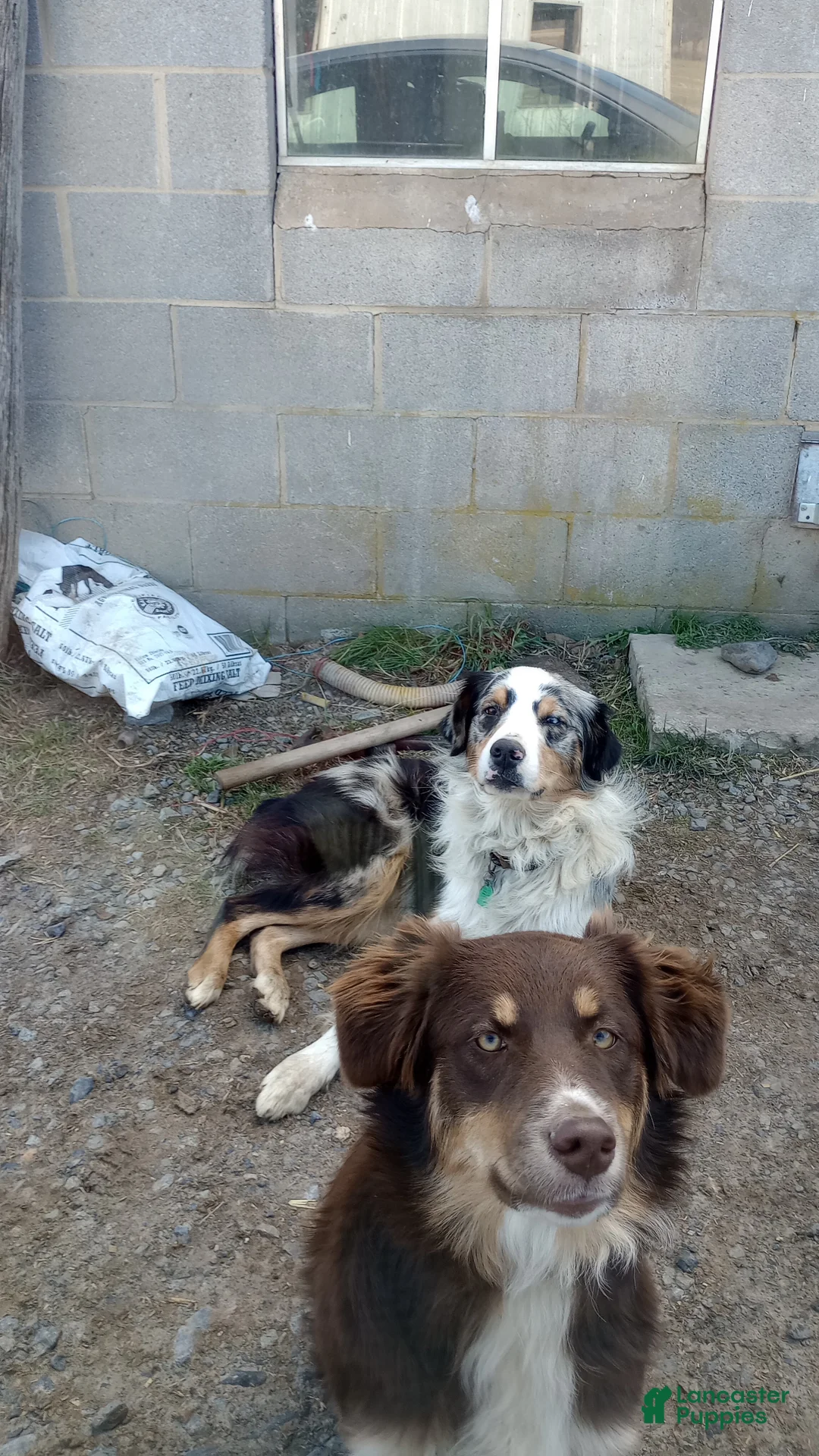 Australian Shepherd dogs for sale: Australian Shepherd Puppy Rip - Ad 6