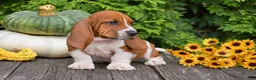 Basset Hound dogs for sale: Legend - Ad 4