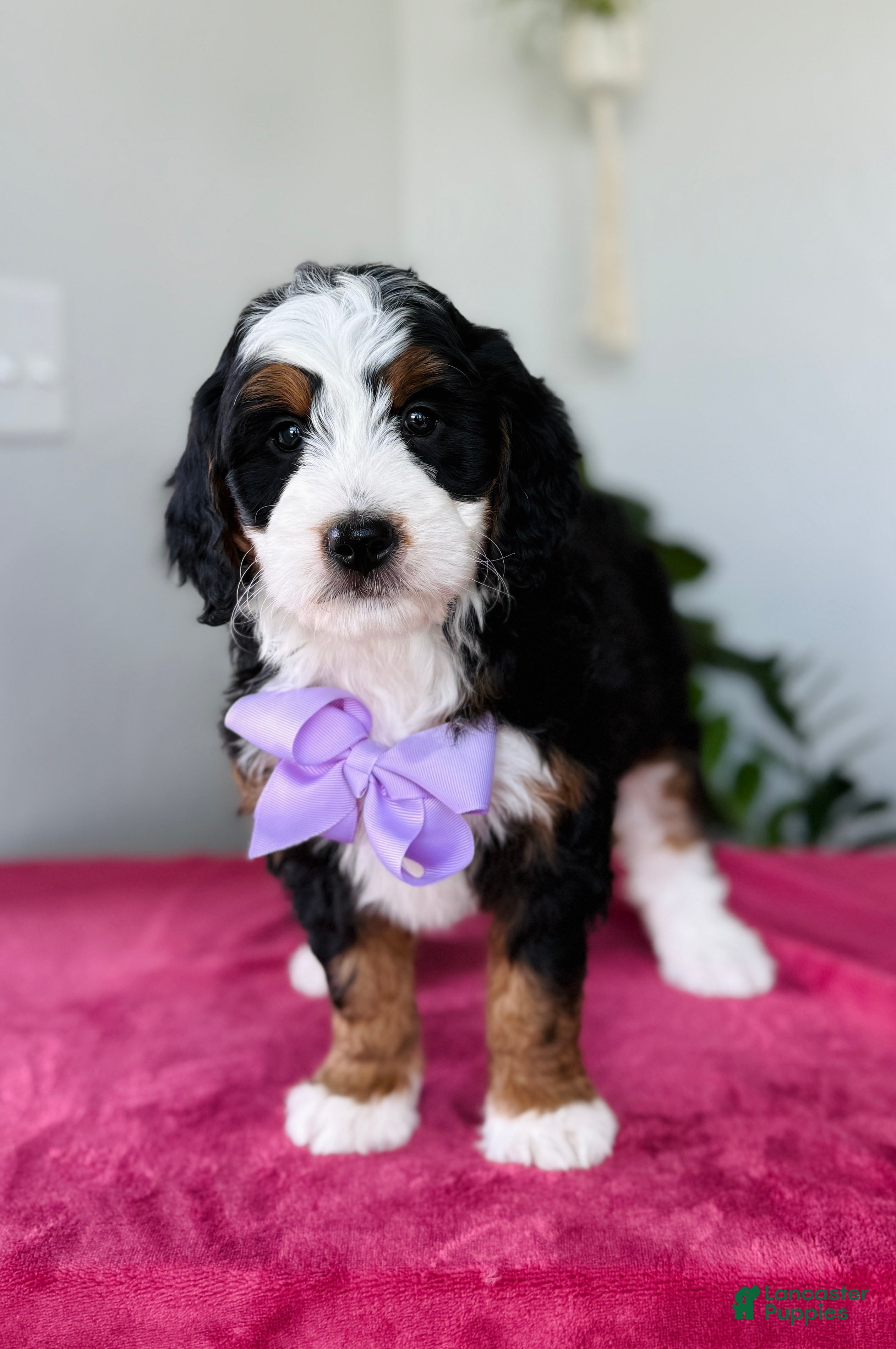 Mini Bernedoodle dogs Luna - Ad 42