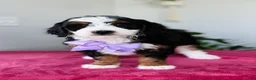Mini Bernedoodle dogs for sale: Luna - Ad 1