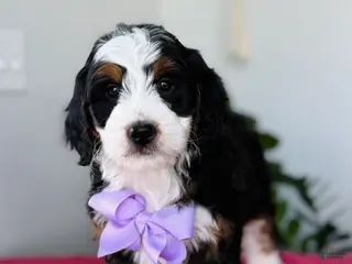 Mini Bernedoodle dogs Luna - Ad 42