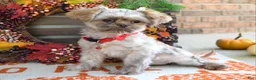 Shih Tzu dogs for sale: Riley - Ad 8