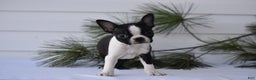 Boston Terrier dogs for sale: Rocket - Ad 3