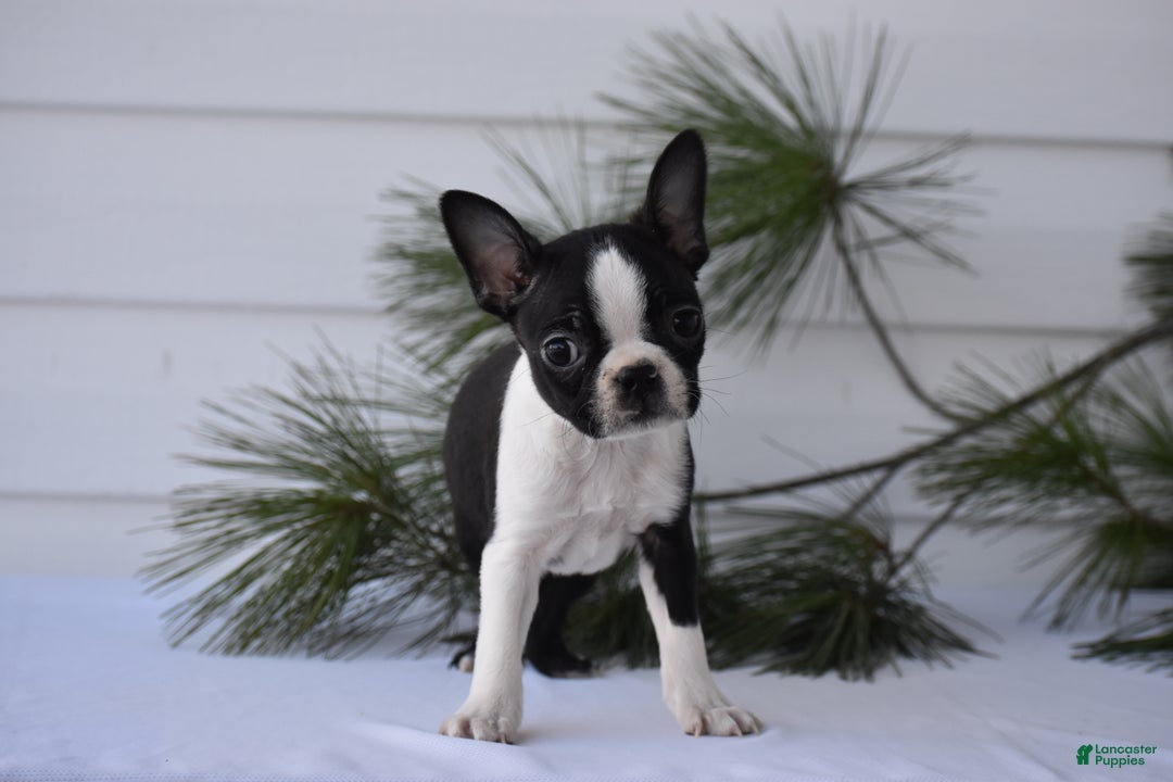 Boston Terrier dogs for sale: Rocket - Ad 3