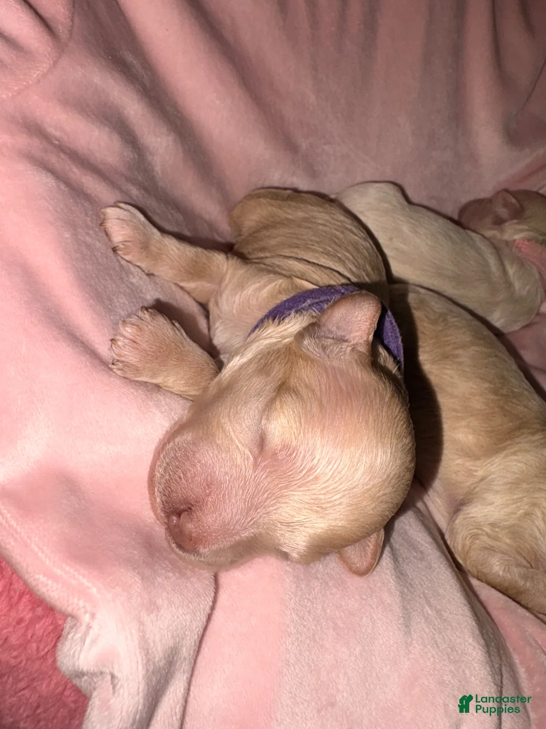 Maltipoo dogs for sale: Maltipoo Puppy 1 - Ad 1