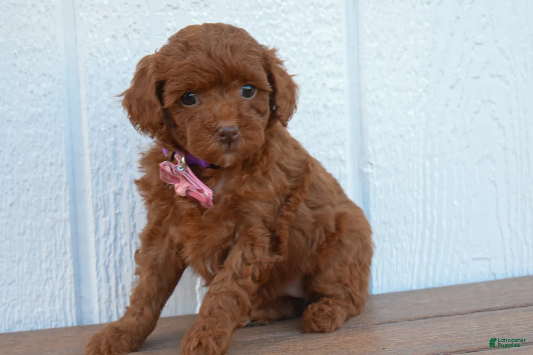 Miniature Poodle dogs for sale: Daisy  🐶 - Ad 1
