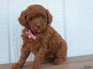 Miniature Poodle dogs for sale: Daisy 🐶 - Ad 2