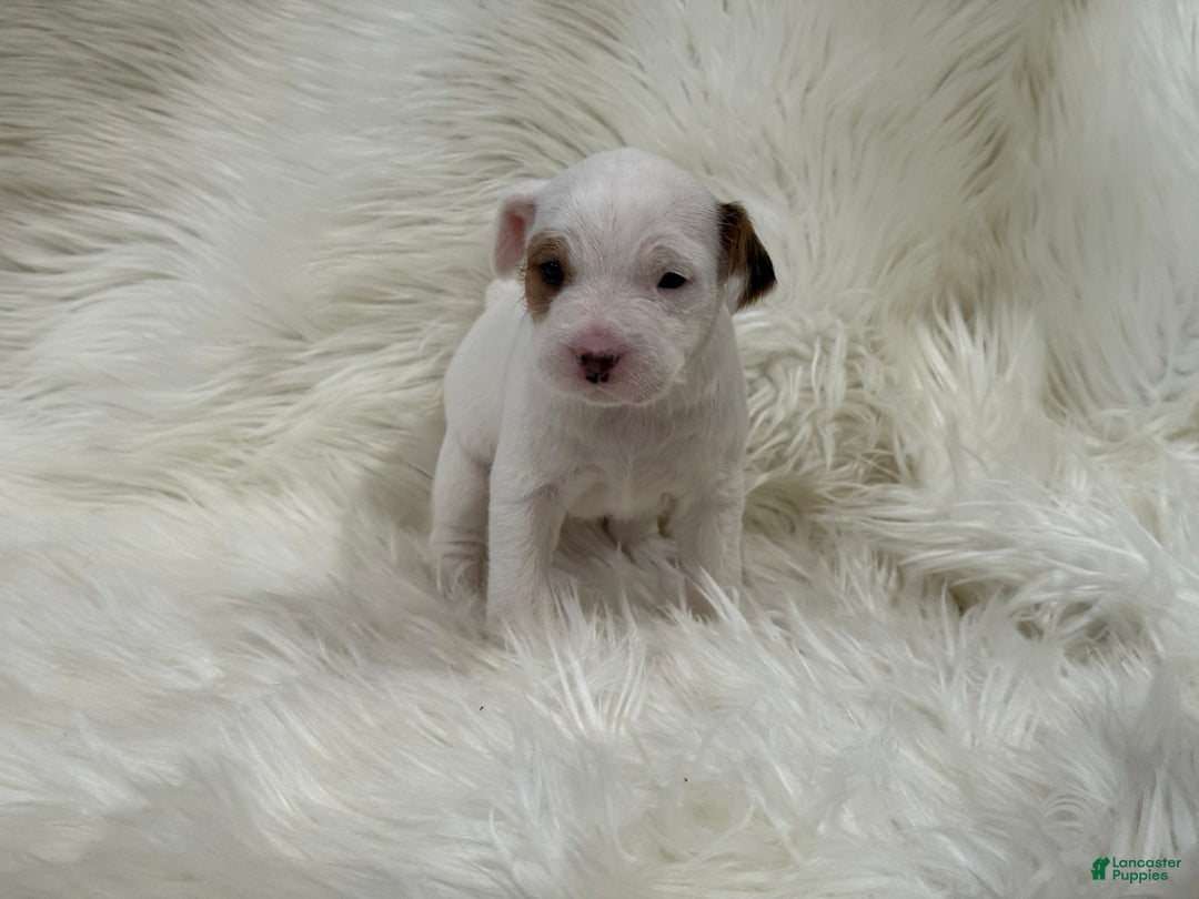 Jack Russell Terrier dogs for sale: Taylor Puppy 1 - Ad 3