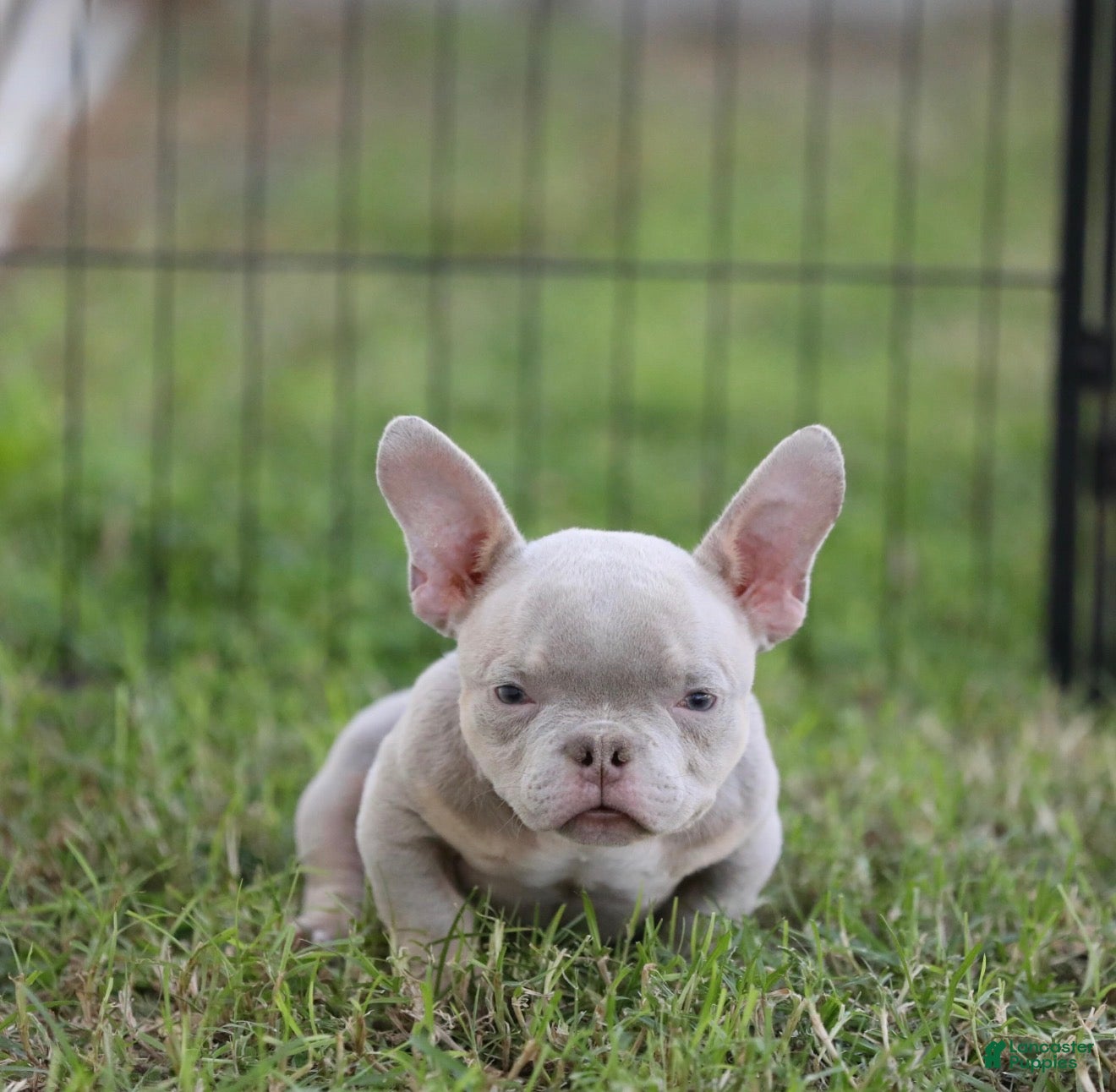 American Bully dogs for sale: American Bully 3 - Ad 27