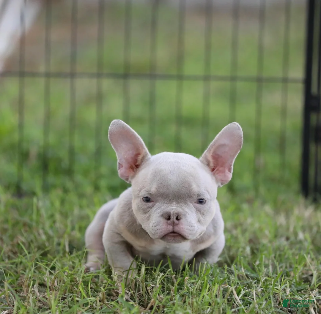 American Bully dogs for sale: American Bully 3 - Ad 1