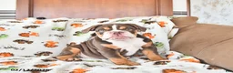English Bulldog dogs for sale: Duke - Ad 1