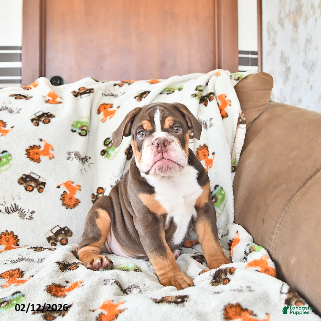English Bulldog dogs for sale: Duke - Ad 1
