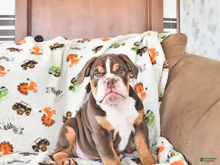 English Bulldog dogs Duke - Ad 2