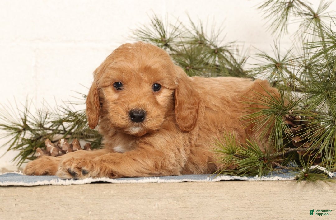 Mini Goldendoodle dogs for sale: Murphy - Ad 8