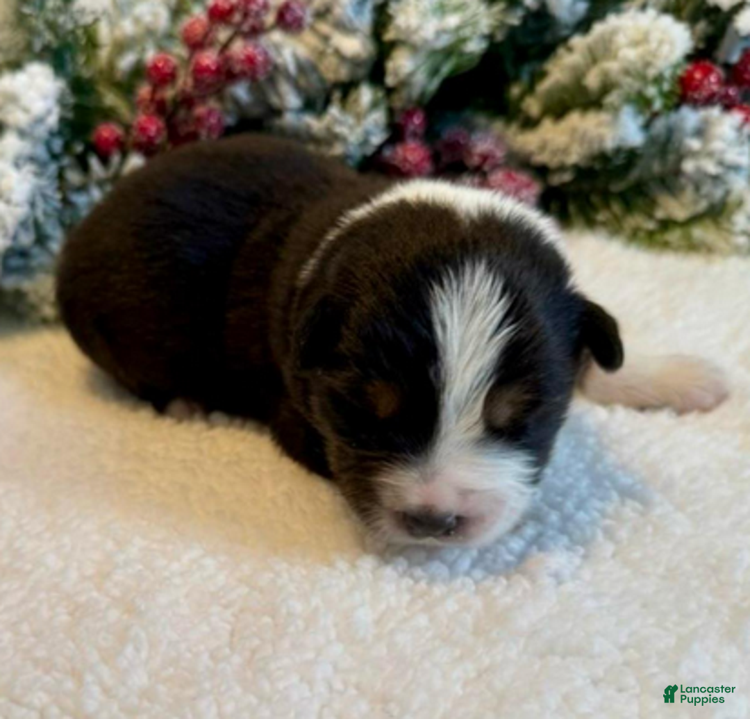 Miniature Australian Shepherd dogs for sale: Uncle Eric - Ad 4