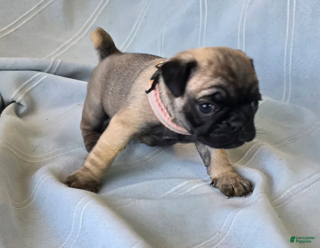 Pug dogs for sale: Norma Jean - Ad 6