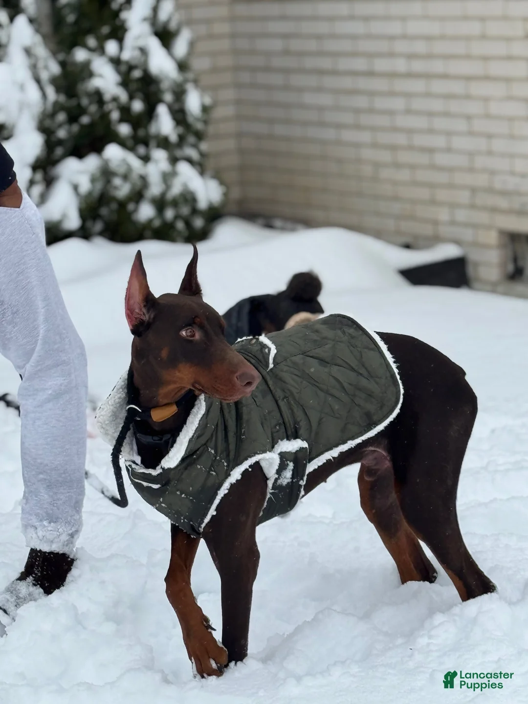 Doberman Pinscher dogs for sale: Doberman Pinscher Puppy 1 - Ad 2