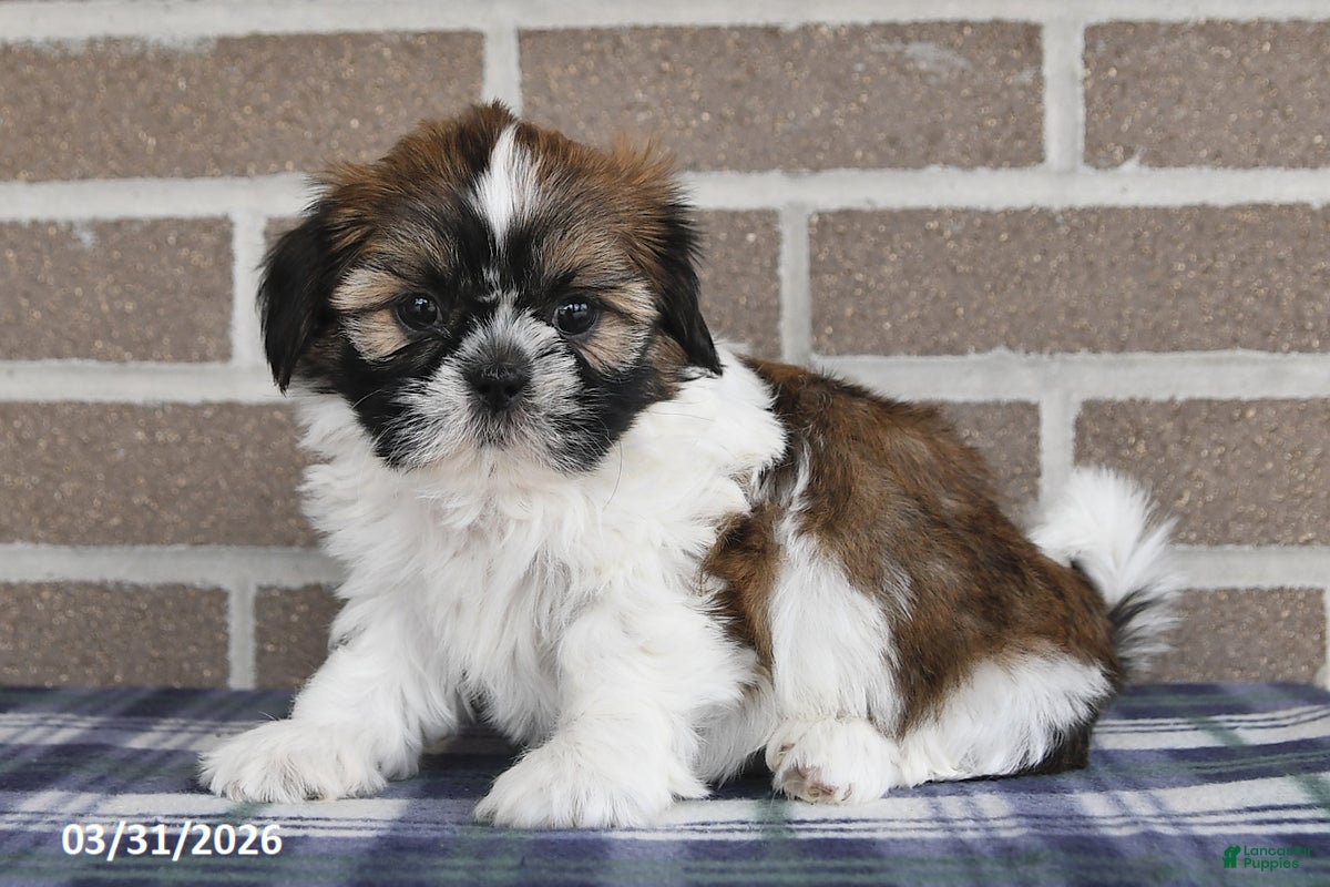 Shih Tzu dogs Violet - Ad 2