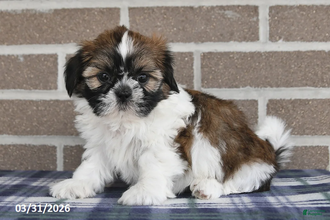 Shih Tzu dogs for sale: Violet - Ad 2