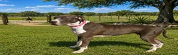 Great Dane dogs for sale: Sibley  - Ad 4