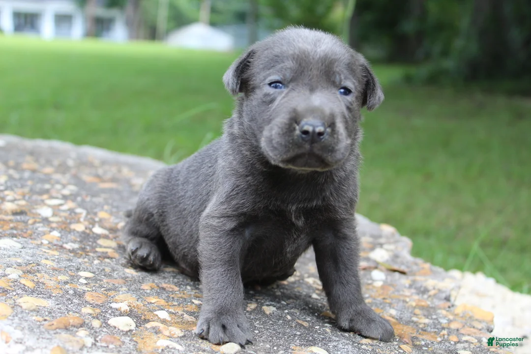 Labrador Retriever dogs for sale: Archie - Ad 2