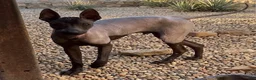 Xoloitzcuintle dogs for sale: Xoloitzcuintle 1 - Ad 1