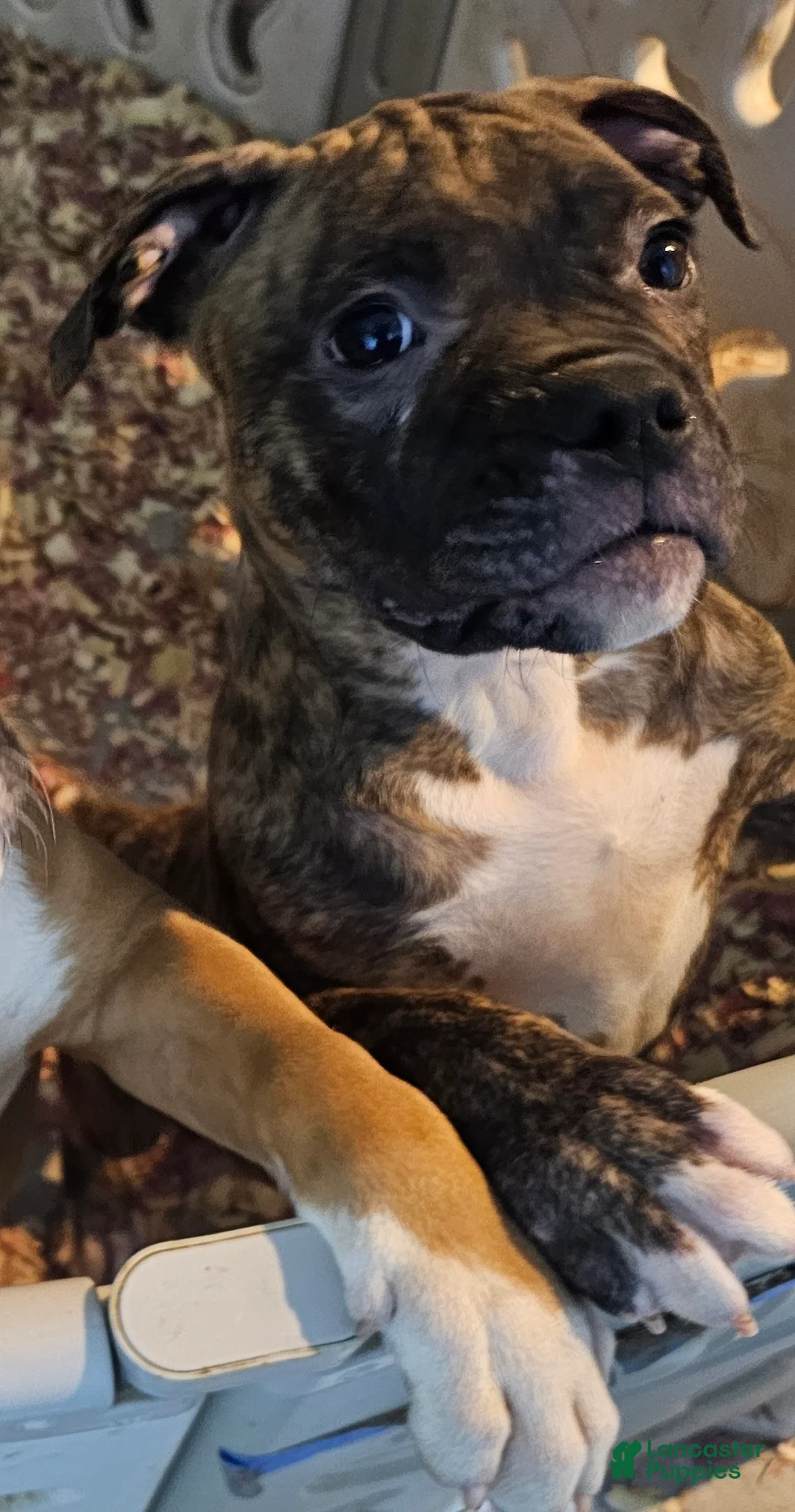 Mixed Breed dogs for sale: Voodoo - Ad 1