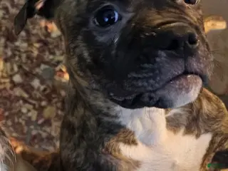 Mixed Breed dogs Voodoo - Ad 29