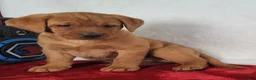Labrador Retriever dogs for sale: Jasper - Ad 7